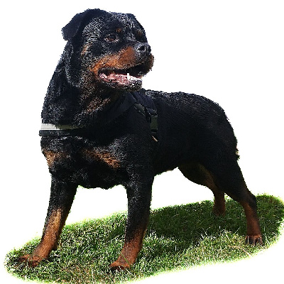 Étalon Rottweiler - Ruby Du Temple du Chaos