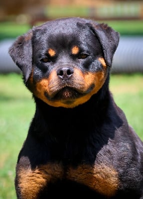 Étalon Rottweiler - Tsunami House Of Warrior