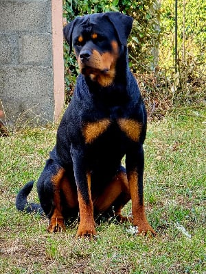 Étalon Rottweiler - T' saïri Breeder Of Big Dog