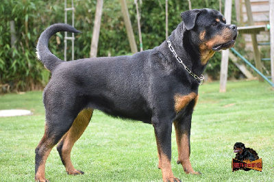 Étalon Rottweiler - Vip celibrity dance Hirten Von Rottweil