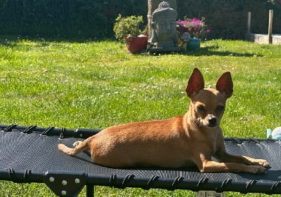 Étalon Russkiy Toy (Petit Chien Russe) - laskovaya rus' Metelitsa