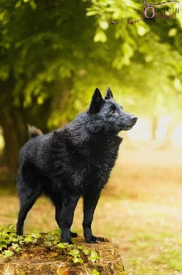 Étalon Schipperke - CH. Macho de la vallée de la Creuse