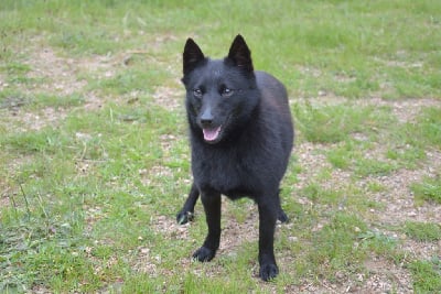Étalon Schipperke - Smoothie de la vallée de la Creuse