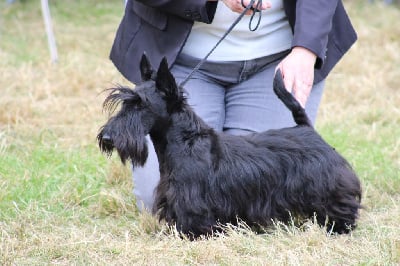 Étalon Scottish Terrier - Violette de Glenderry