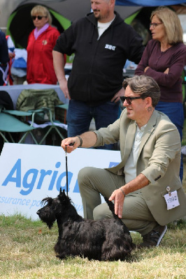 Étalon Scottish Terrier - Ugoline black girl de Glenderry