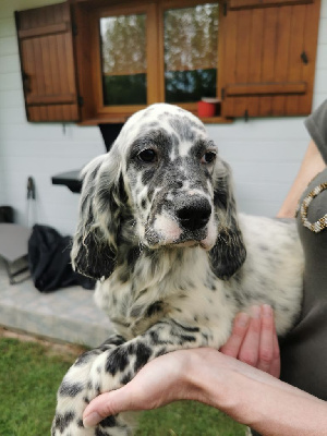 Étalon Setter Anglais - Alpha Du Long Bec D'enchanet