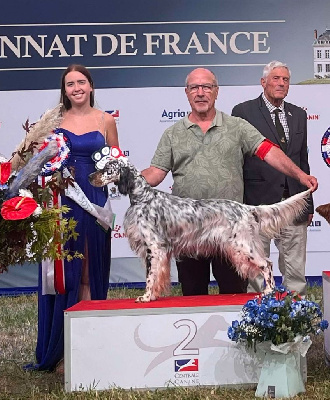 Étalon Setter Anglais - Uoomy Della cruismany