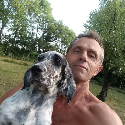 Étalon Setter Anglais - Apple Des Miroirs De Haute Sève