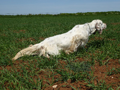 Étalon Setter Anglais - Ulo Du sentier des lutins