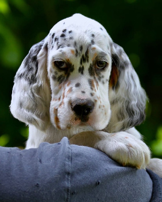 Étalon Setter Anglais - Aston Della cruismany