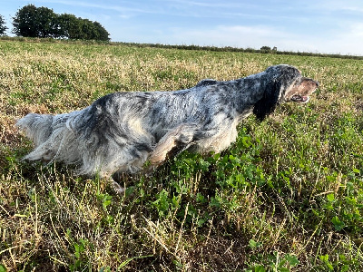 Étalon Setter Anglais - Tyson de l echo de la foret