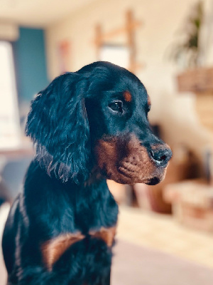 Étalon Setter Gordon - Vaïa Du Domaine Du Mardyck