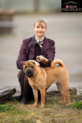 Étalon Shar Pei - Unstoppable today des Ming Way