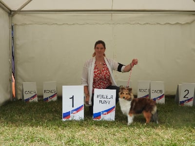 Étalon Shetland Sheepdog - Valeera Des Flocons Etincelants