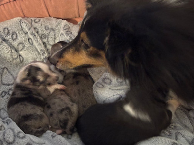 Étalon Shetland Sheepdog - Une folie noire du Cèdre Enchanté