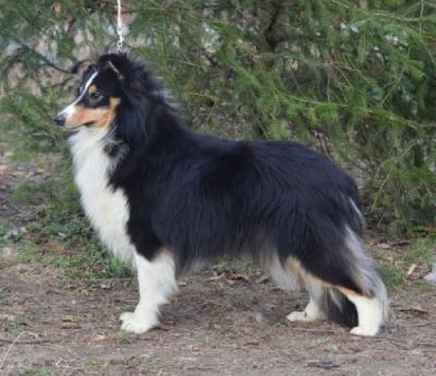Étalon Shetland Sheepdog - art city Hermione