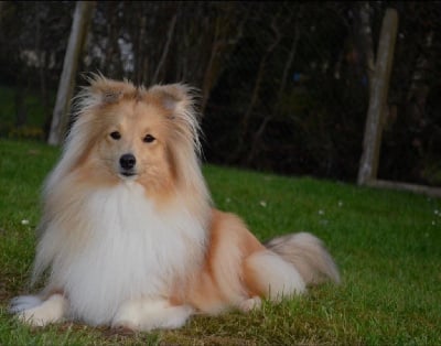 Étalon Shetland Sheepdog - Peut-Être une star des Diablotins de Nooch