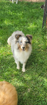 Étalon Shetland Sheepdog - Virgule Des Molosses De Timoulys