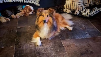 Étalon Shetland Sheepdog - Un humble amour du Domaine des Airaudes
