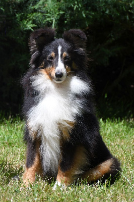 Étalon Shetland Sheepdog - Tentation séduisante de la source du Montet