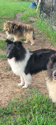 Étalon Shetland Sheepdog - Viking De La Colline d'Ans