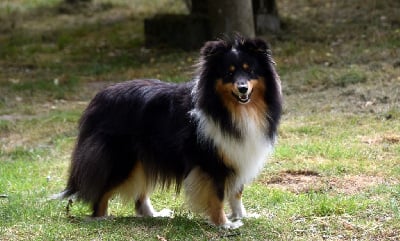 Étalon Shetland Sheepdog - Tabou-bou De chiroulet