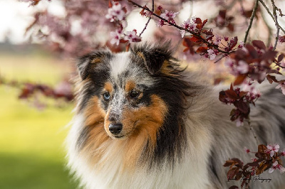 Étalon Shetland Sheepdog - Victoire élégante argentée De La Vallée De Rivendell