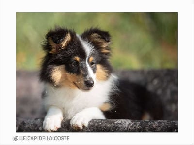 Étalon Shetland Sheepdog - Ah babe gimme little lovin des lutins de Cassiopée