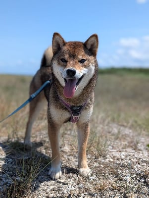 Étalon Shiba - Vanilla sky Go Sakura Kensha