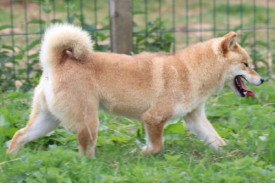 Étalon Shiba - Umiya Des Fideles Akita Ken