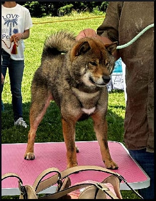 Étalon Shiba - CH. sj korea Goma kairyuu