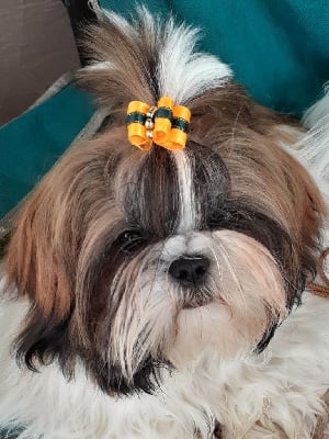 Étalon Shih Tzu - Victoria De La Haie Des Bichottes