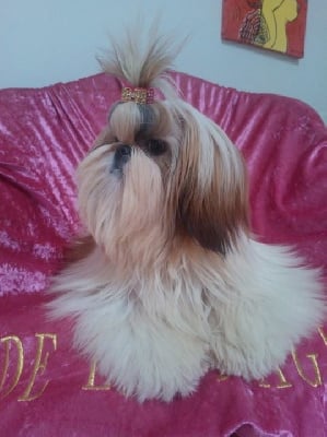 Étalon Shih Tzu - R mine de la magie de lys