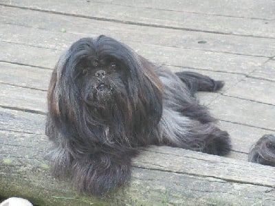 Étalon Shih Tzu - Uston des brumes d'aurore