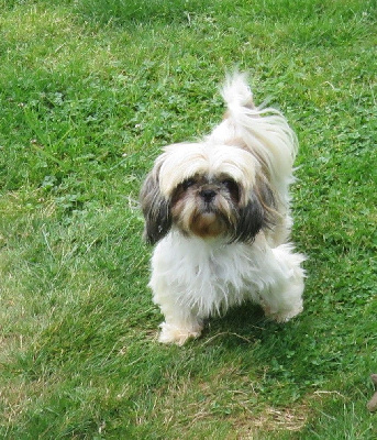 Étalon Shih Tzu - Rivière de la maison du ryez