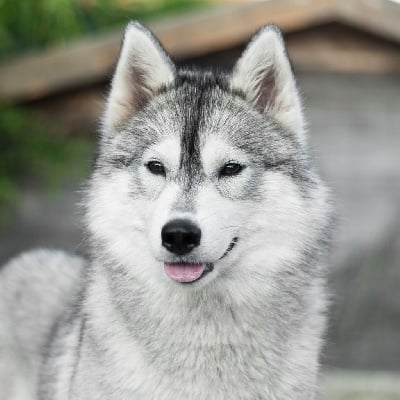 Étalon Siberian Husky - Keeper Show Ultimate shade