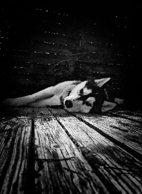 Étalon Siberian Husky - Tall tear twilight dark *tywen* Of The Huskies Paradise Pond