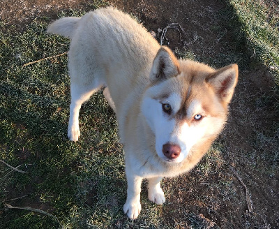 Étalon Siberian Husky - Rebelle (Sans Affixe)