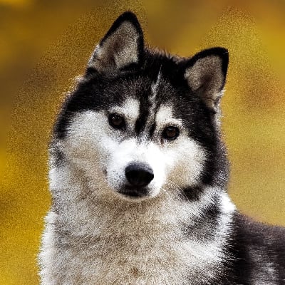 Étalon Siberian Husky - Ozalee kishi Of cool water