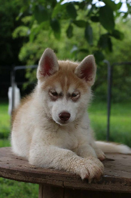 Étalon Siberian Husky - Vaillant Des Merveilles Polaires