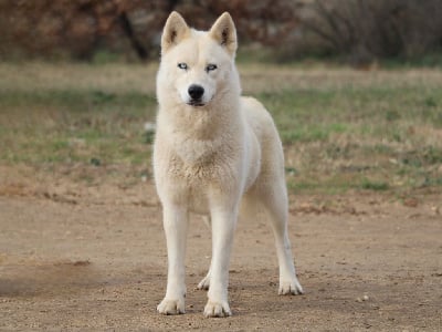 Étalon Siberian Husky - Tiara des loupiots du lolazo