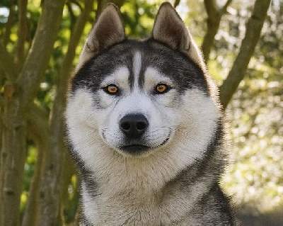 Étalon Siberian Husky - Rio just of l'other side of the way