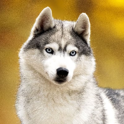 Étalon Siberian Husky - CH. Lakota Of watson lake