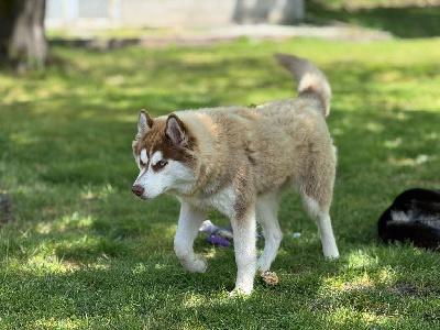 Étalon Siberian Husky - Liubov's Vangelis
