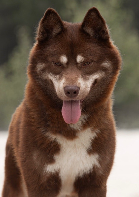 Étalon Siberian Husky - brigimerci Parfait au chocolat