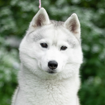 Étalon Siberian Husky - CH. maskot yeti Noop cock-a-hoop