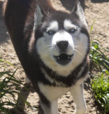 Étalon Siberian Husky - Tess des Gardiens du Palais