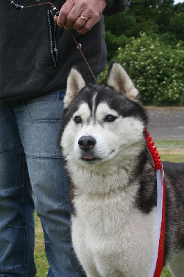 Étalon Siberian Husky - Arkouna Dream's Tonna wok