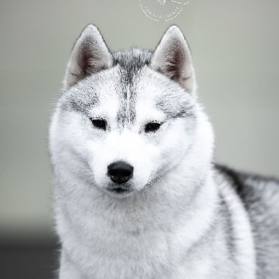 Étalon Siberian Husky - Keeper Show Ula-hoop