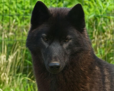 Étalon Siberian Husky - berry mix Element black gold (serena)